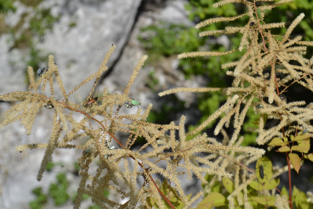 Coleottero id. - Hoplia sp.